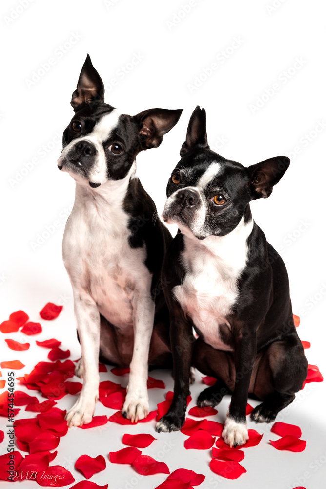 Valentine dogs