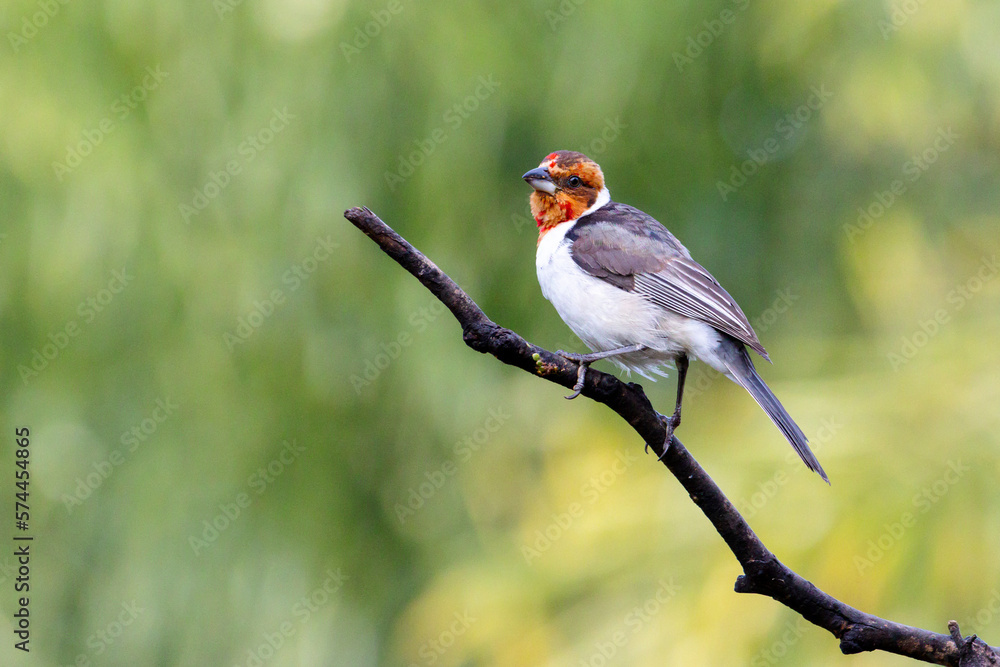 A Red-cowled Cardinal also know as Cardeal perched on the branches of a tree. Species Paroaria dominicana. Animal world. Birdwatching. Birdlover A Red-cowled Cardinal also know as Cardeal perched on the branches of a tree. Species Paroaria dominicana. Animal world. Birdwatching. Birdlover