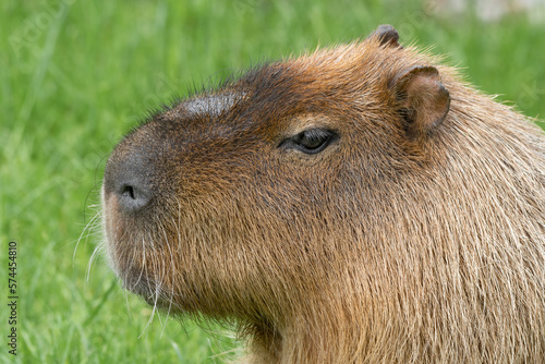 Wallpaper Mural Capybara Close Up Side View Torontodigital.ca