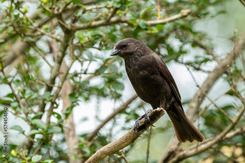 A female of Shiny Cowbird also Know as Chupim or Mirlo. All the beauty and the presence of the most typical black bird in Brazil. Species Molothrus bonariensis. Birdwatcher. Birding