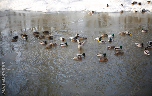 canard colvert sur un lac en hiver	 photo