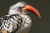 Red-billed Hornbill Perched in a Tree