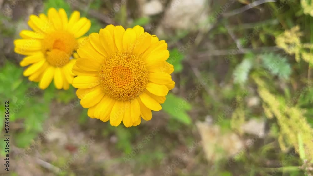 Field yellow daisies are swaying in the wind. Field yellow daisies are swaying in the wind.