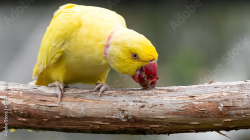 Yellow Rose Winged Parakeet Perched on a Branch