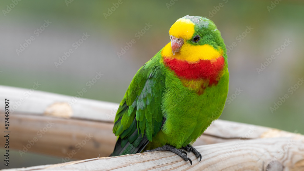Superb Parrot Perched on a Railing