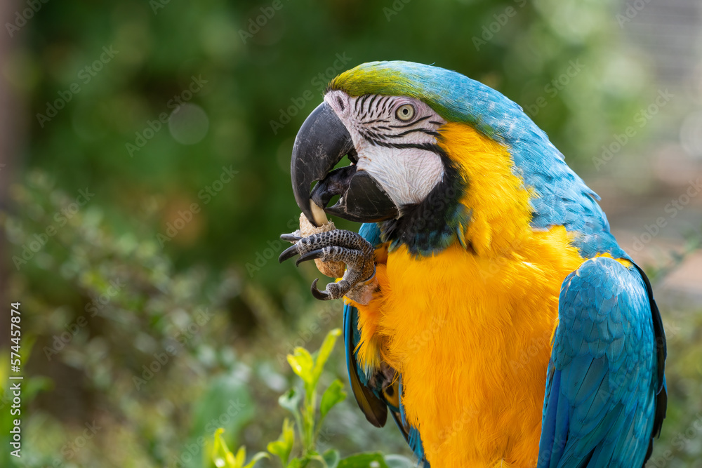 Blue and Gold Macaw Close Up