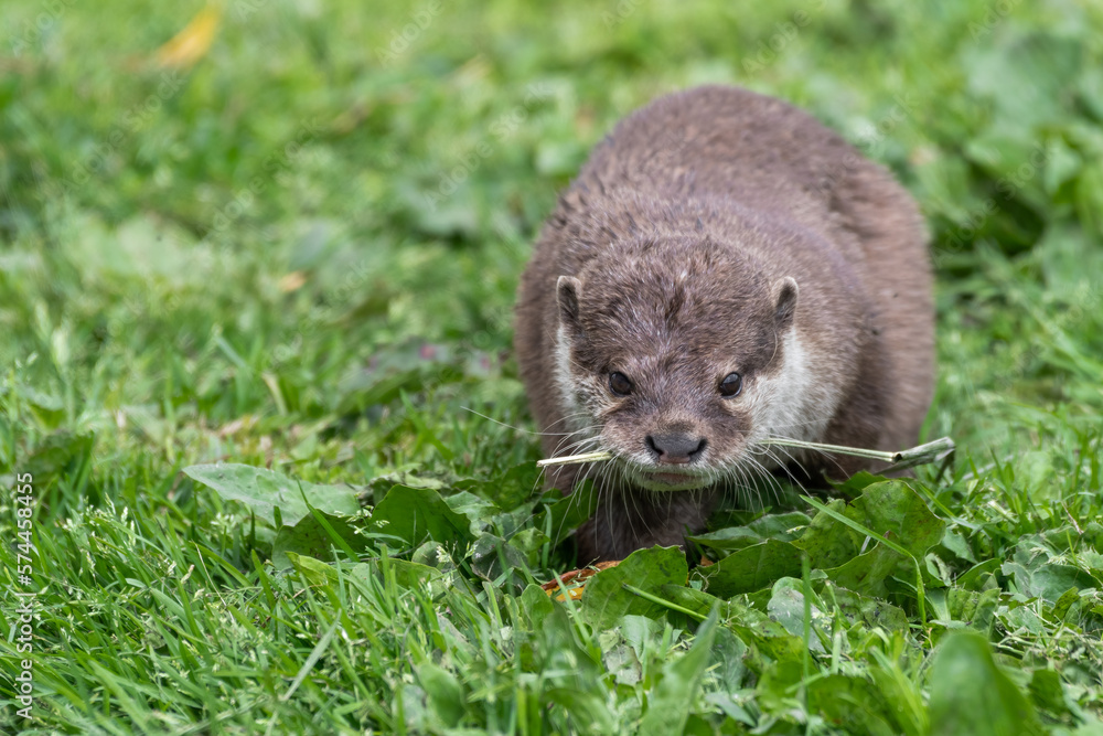 Obraz premium Smooth Coated Otter on Grass