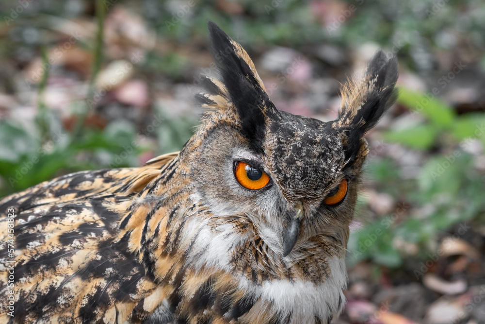 Fototapeta premium Eurasian Eagle Owl Close Up