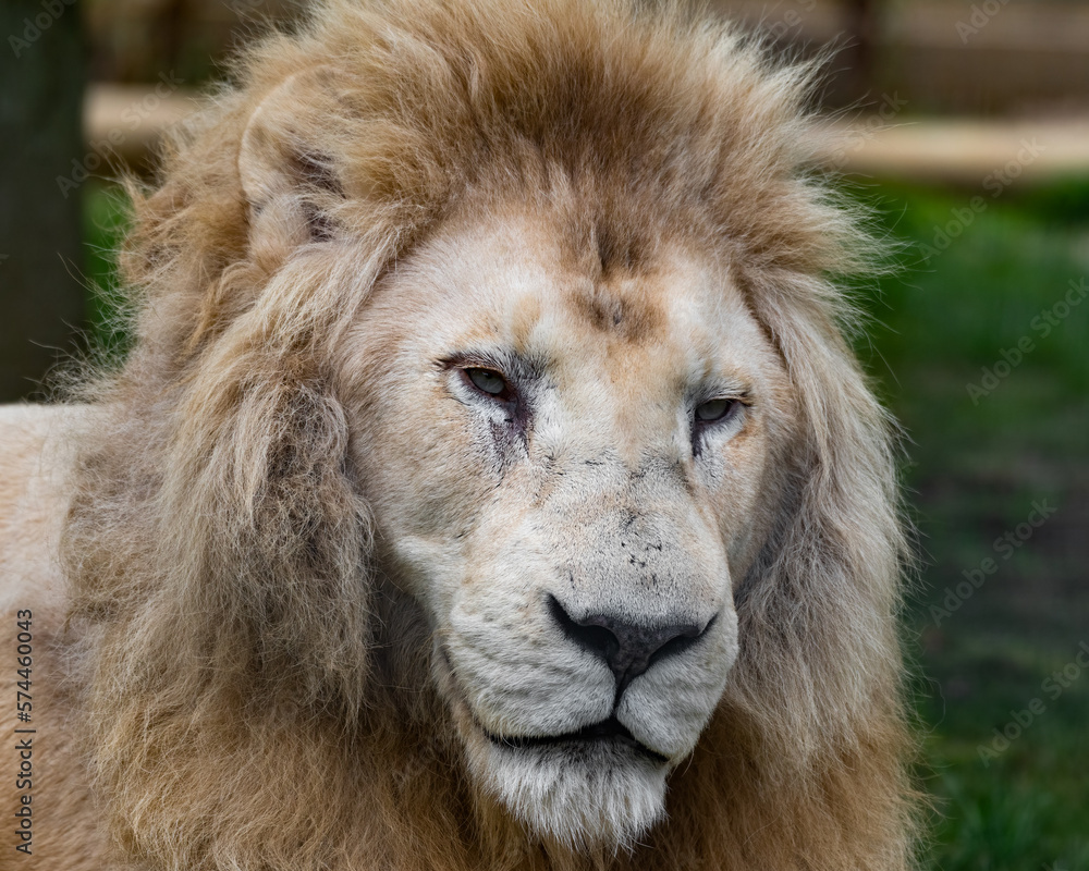 Rare Male White Lion Close Up Front View