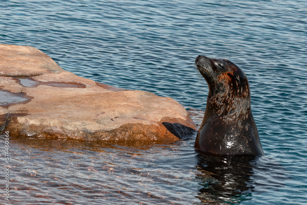 Fototapeta premium Californian Sea Lion Looking out of the Water