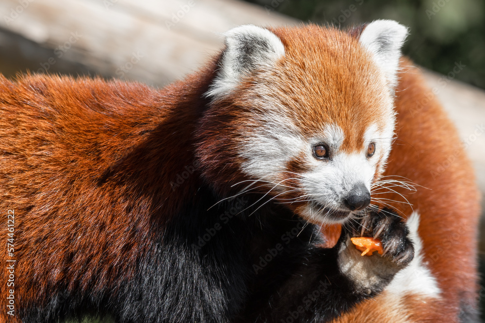 Red Panda Holding Food in its Claws Red Panda Holding Food in its Claws
