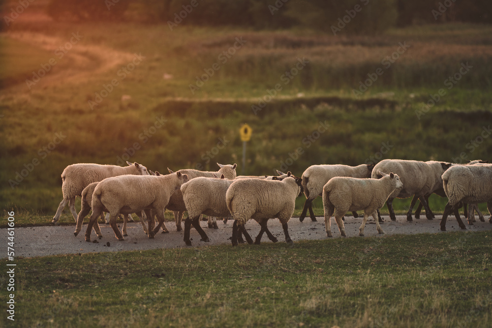 Sheep running over a dike in northern Germany in sunset . High quality photo Sheep running over a dike in northern Germany in sunset . High quality photo