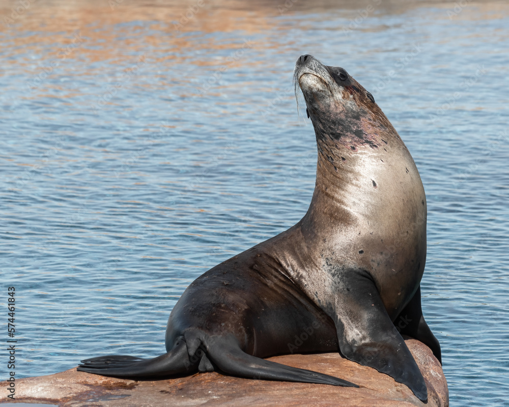 Fototapeta premium Californian Sea lion's Resting in Sunshine