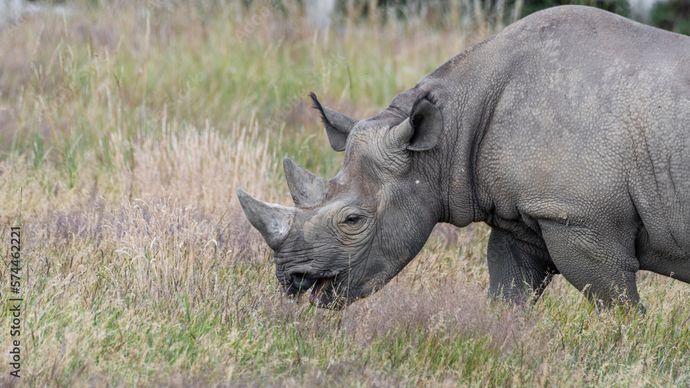 Eastern Black Rhino Standing on Grass Eastern Black Rhino Standing on Grass