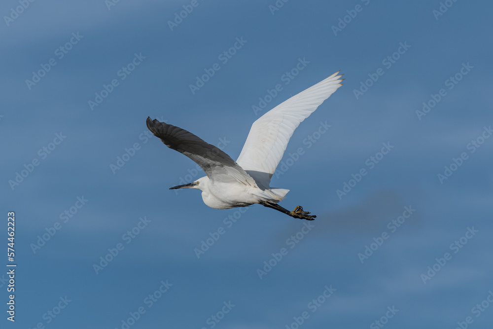 Obraz premium Little Egret in flight