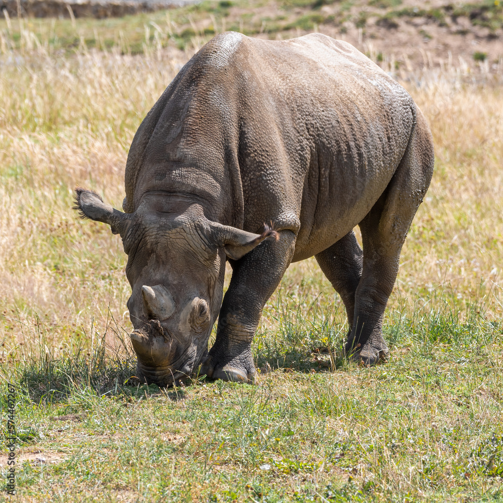 Obraz premium Eastern Black Rhino Standing on Grass