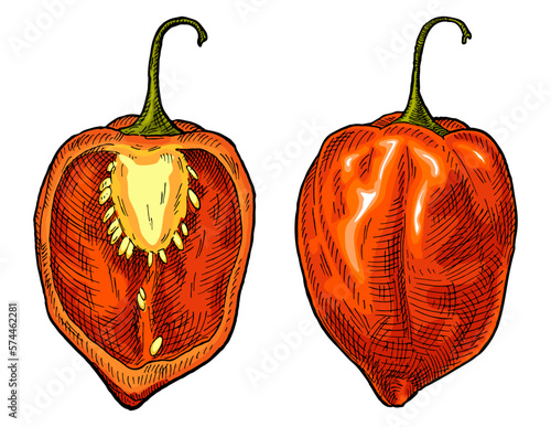 Whole and half pepper habanero. Vintage engraving vector illustration.