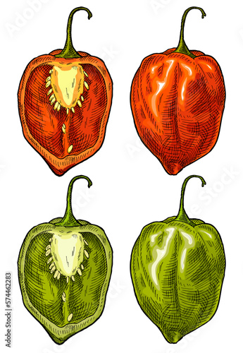 Whole and half pepper habanero. Vintage engraving vector illustration.
