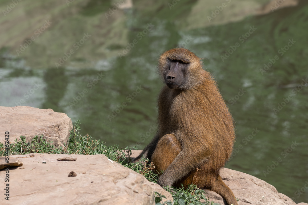 Baboon Sitting Near Water