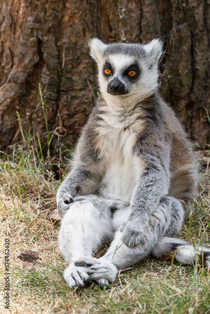 Ring-tailed Lemur Sitting by a Tree