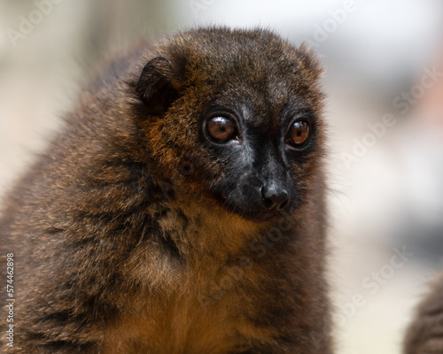Red-bellied Lemur Close Up Front View © Ian