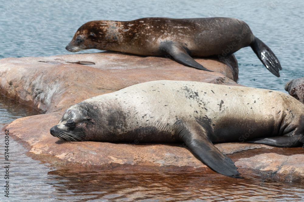 Obraz premium Californian Sea lion's Resting in Sunshine