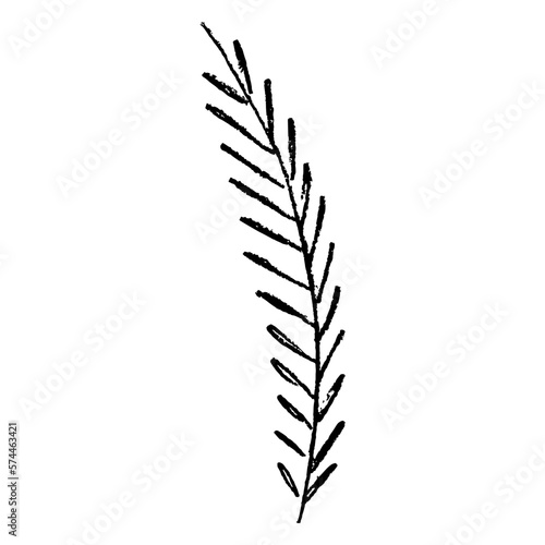 Single branch or feather. Beautiful floral motif. Hand drawn linear doodle rough sketch. Black silhouette on white background.