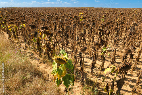Drought affecting an agricultural field in the countryside. Parched sunflower field. 