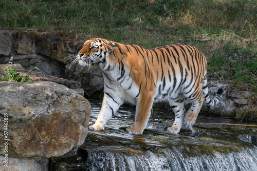 Amur Tiger Standing on Top of a Small Waterfall