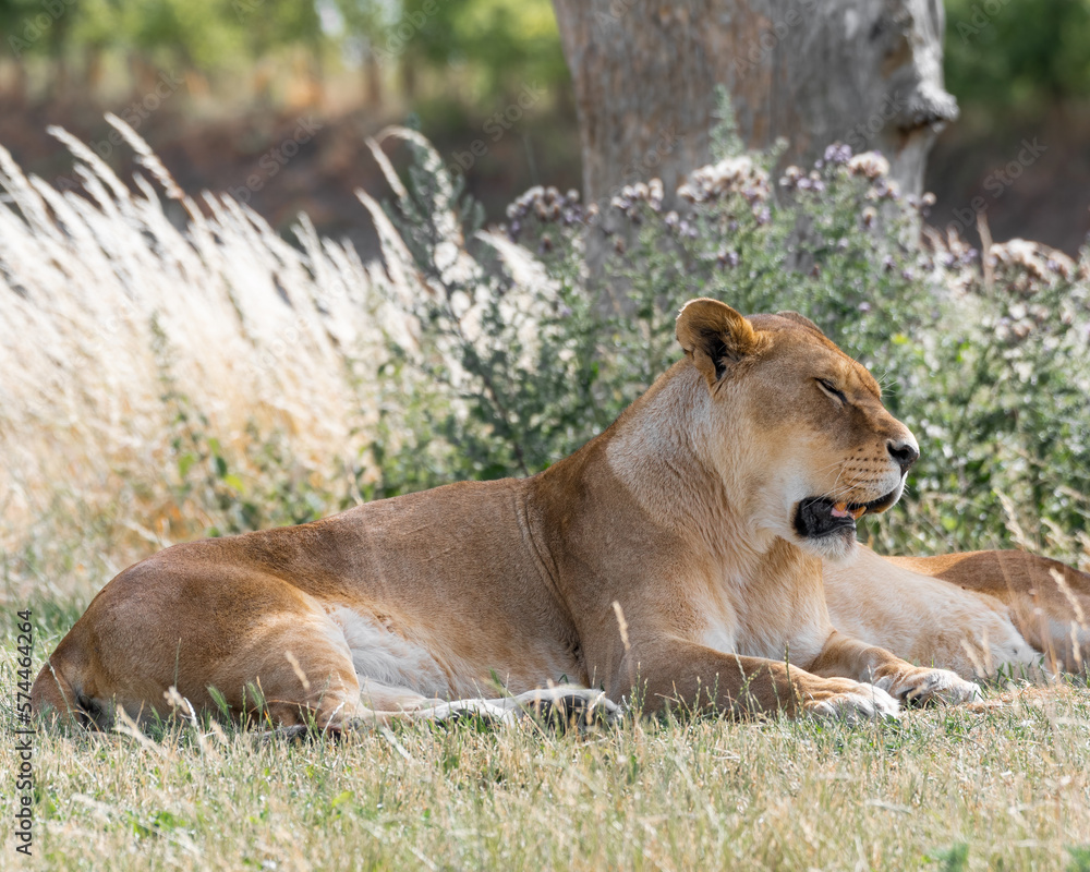Fototapeta premium Female Lion Resting on the Ground