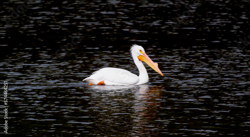 A Pelican swimming in a county park lake