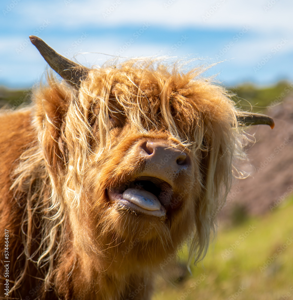 cute-highland-cow-portrait-sticking-out-its-tongue-stock-photo-adobe