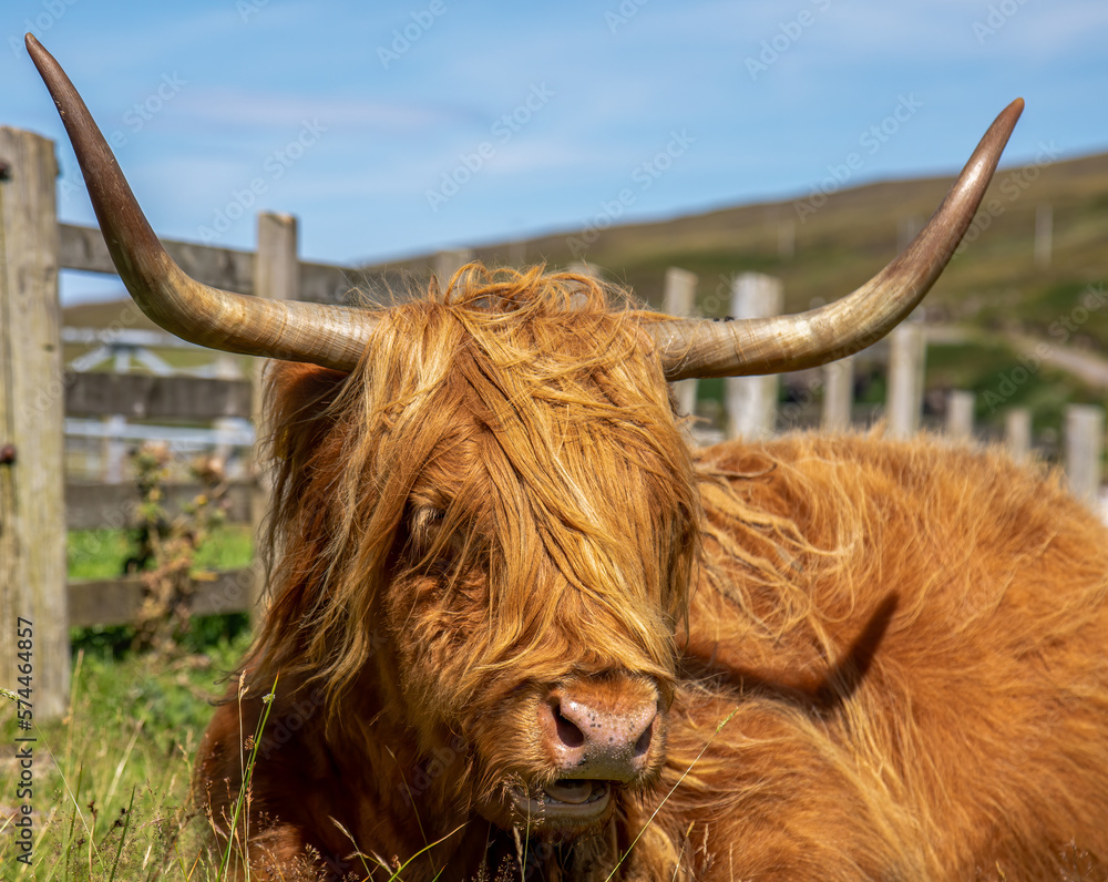scottish highland cow in a field scottish highland cow in a field