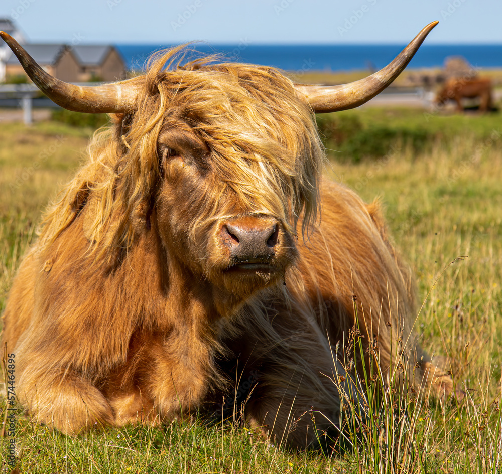 scottish highland cow in a field scottish highland cow in a field