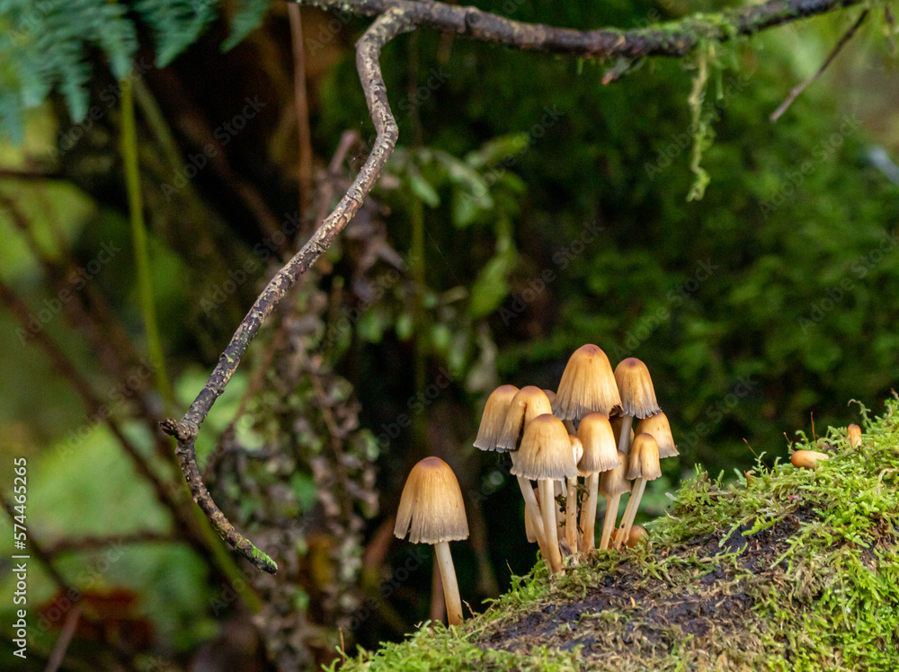 mushroom in the forest mushroom in the forest
