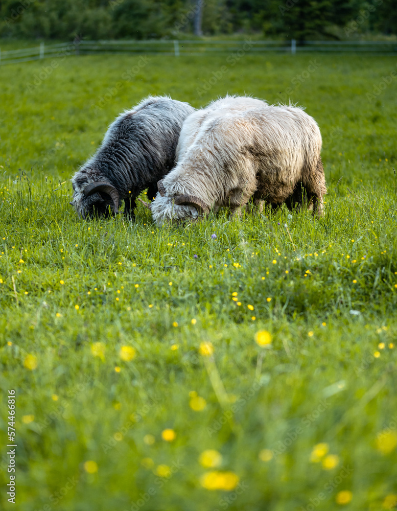 Obraz premium black and white sheep in the meadow