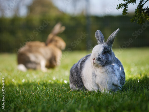 rabbits in the grass
