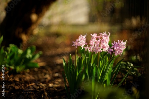 Hyacynth flowers in spring
