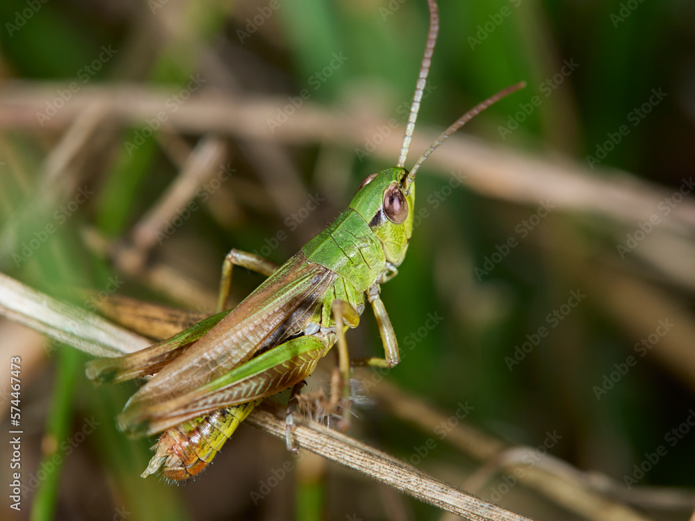 grasshopper on the grass grasshopper on the grass