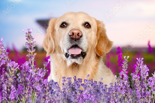 Cute domestic dog pet posing in flowers © BillionPhotos.com
