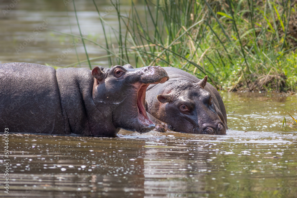 Hippo opening its mouth as if shouting at another hippo Hippo opening its mouth as if shouting at another hippo