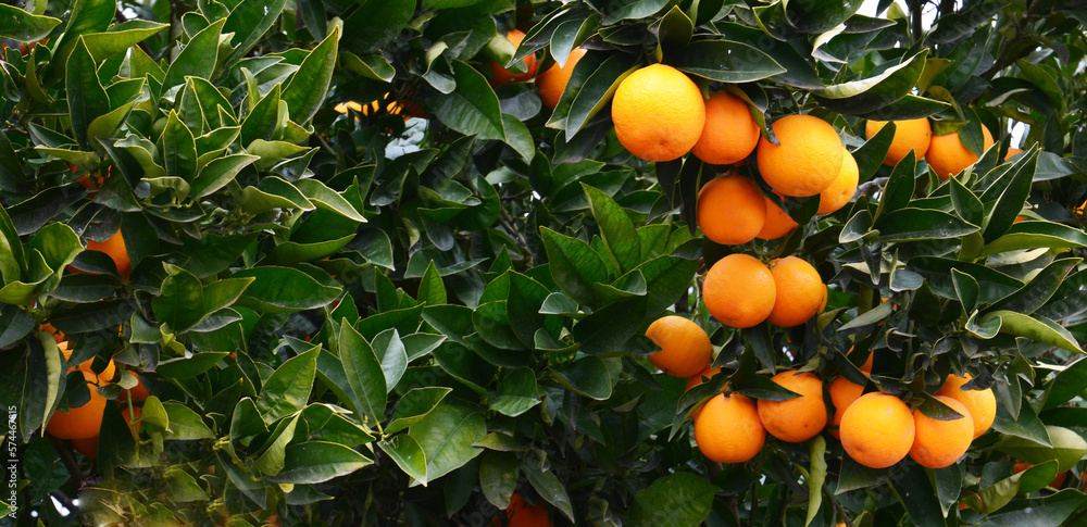 Fresh ripe oranges hanging on an orange tree branch. Orchard,tropical fruits harvest concept for design with copy space.Selective focus. Fresh ripe oranges hanging on an orange tree branch. Orchard,tropical fruits harvest concept for design with copy space.Selective focus.