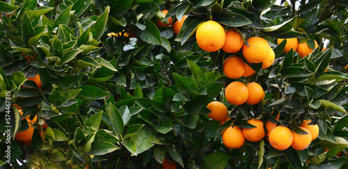 Fresh ripe oranges hanging on an orange tree branch. Orchard,tropical fruits harvest concept for design with copy space.Selective focus.