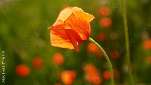 red poppy flower