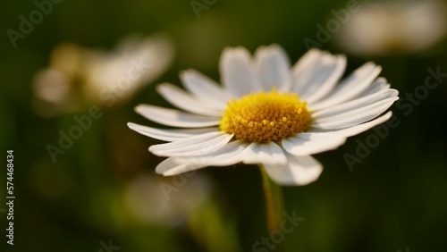 camomile flower 