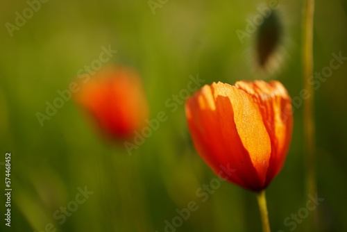 Red poppy flower in the field 