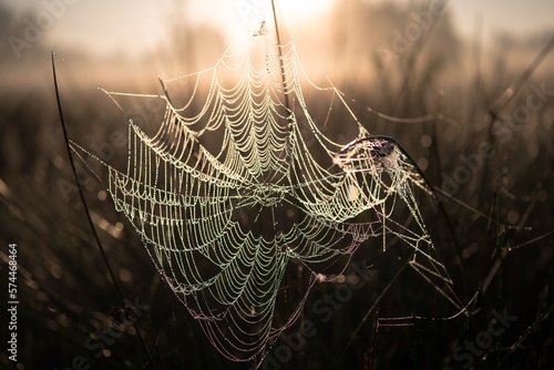 spider web with dew drops