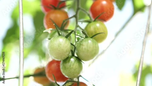 Wallpaper Mural Cherry tomatoes in organic home garden. Macro close up of ripe red cherry tomatoes in vegetable balcony garden in the evening light. Organic urban home farming. Torontodigital.ca