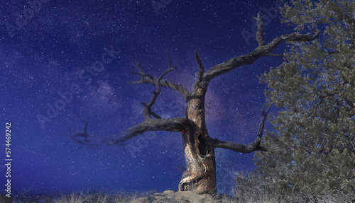 Galactic Weathered Juniper