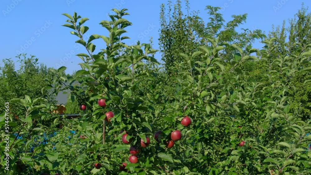Panorama of the beautiful red apple tree in the orchard on the sunny summer day Panorama of the beautiful red apple tree in the orchard on the sunny summer day